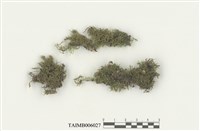 藏品(細葉小羽苔)的圖片